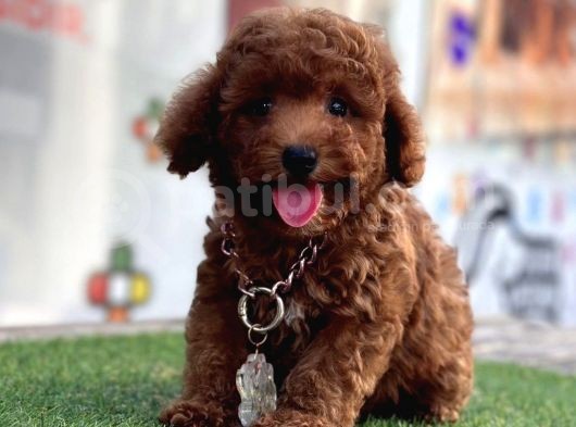 Kivir Kivir Tatli Tüylü Toy Poodle Yavrular görsel