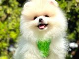 Pomeranian Irkının En Güzel Bebekleri