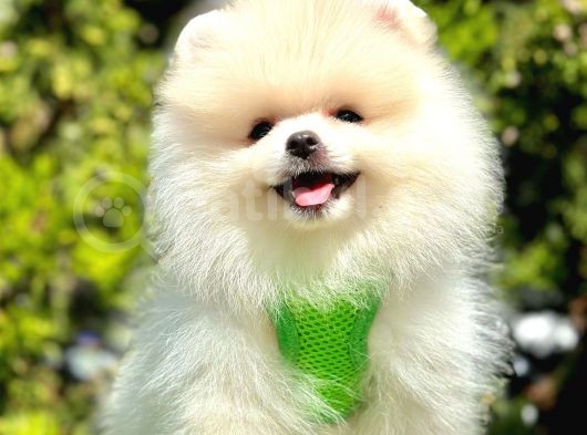 Pomeranian Irkının En Güzel Bebekleri görsel