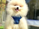 Ayıcık Surat Pomeranian Yavrular