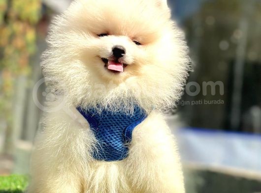 Ayıcık Surat Pomeranian Yavrular görsel