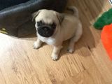 2 Aylık Aile Köpeği Pug Mops Yavrumuz