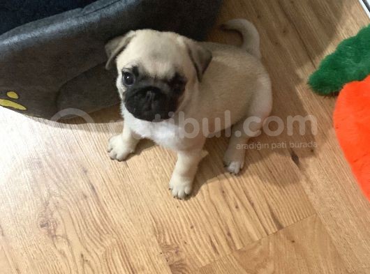 2 Aylık Aile Köpeği Pug Mops Yavrumuz görsel