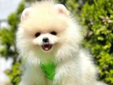 Pomeranian Irkının En Güzel Bebekleri