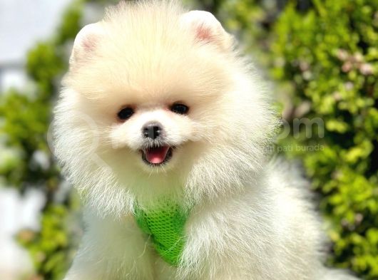 Pomeranian Irkının En Güzel Bebekleri görsel