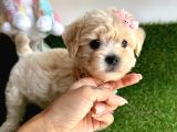 Eşsiz renk geçişiyle maltipoo