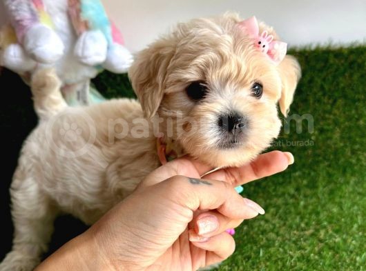 Eşsiz Renk Geçişiyle Maltipoo