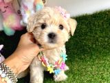 Eşsiz Renk Geçişiyle Maltipoo