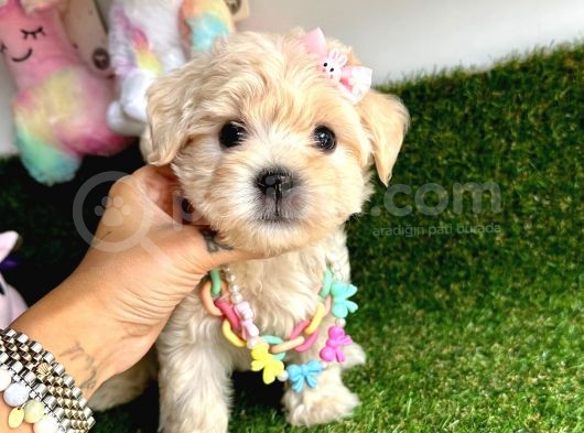 Eşsiz Renk Geçişiyle Maltipoo görsel