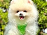 Pomeranian Irkının En Güzel Bebekleri