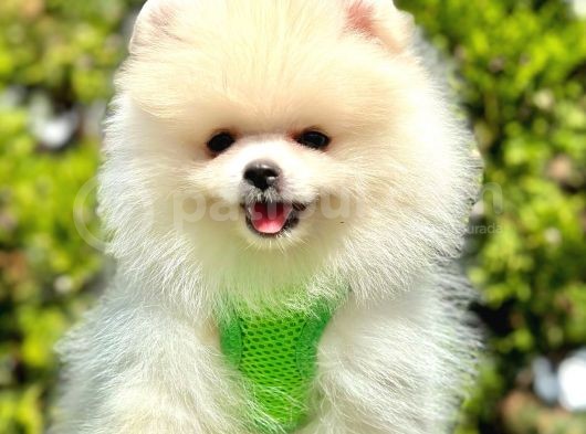 Pomeranian Irkının En Güzel Bebekleri görsel