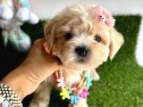 Eşsiz Renk Geçişiyle Maltipoo