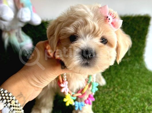 Eşsiz Renk Geçişiyle Maltipoo görsel