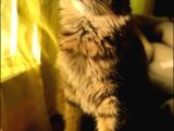 Ücretsiz kısır eğitimli kedi 
