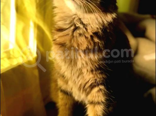 Ücretsiz Kısır Eğitimli Kedi 