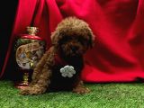 Köpeğim Toy Poodle