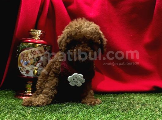 Köpeğim Toy Poodle görsel