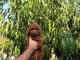 TOOY POODLE YAVRUMUZ 