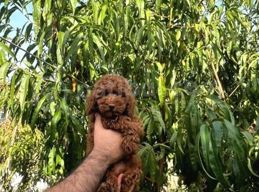 Tooy Poodle Yavrumuz 
