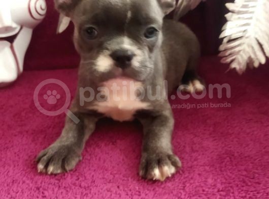Muhteşem French Blue Bebekler görsel