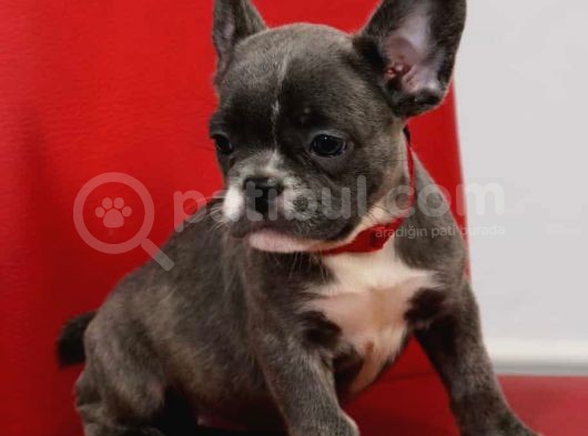 Muhteşem French Blue Bebekler görsel
