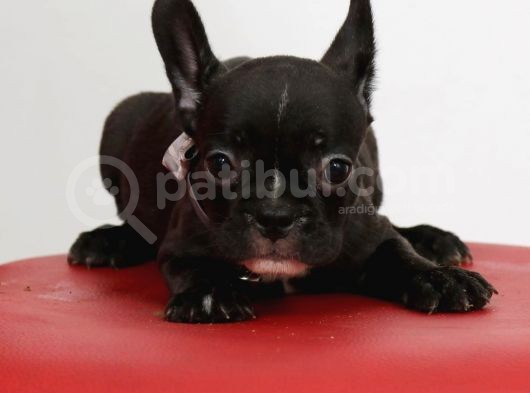 Muhteşem French Blue Bebekler görsel