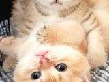 British Gold Ny12 Ve Gold Tabby