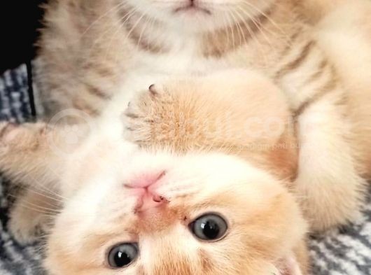 British Gold Ny12 Ve Gold Tabby görsel
