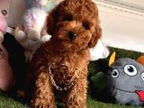 Kivir Kivir Tatli Tüylü Toy Poodle Yavrular