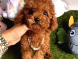 KIVIR KIVIR TATLI TÜYLÜ TOY POODLE YAVRULAR