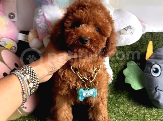 Kivir Kivir Tatli Tüylü Toy Poodle Yavrular görsel