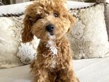 8 Aylik Egitimli Zeki Poodle