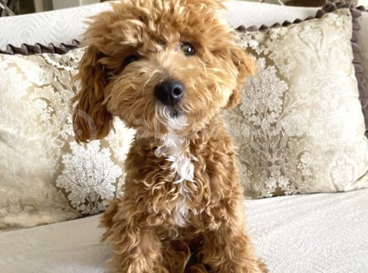 8 Aylik Egitimli Zeki Poodle görsel