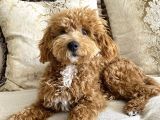 8 Aylik Egitimli Zeki Poodle