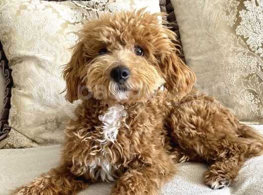 8 Aylik Egitimli Zeki Poodle görsel