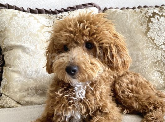 8 Aylik Egitimli Zeki Poodle görsel