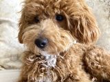 8 Aylik Egitimli Zeki Poodle
