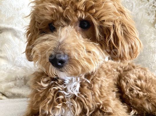 8 Aylik Egitimli Zeki Poodle görsel