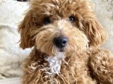 8 AYLIK EGITIMLI ZEKI POODLE