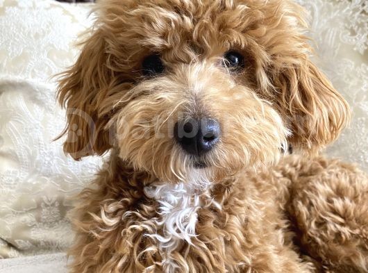 8 Aylik Egitimli Zeki Poodle