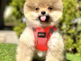 Bebek Boo Suratli Pomerani̇an Yavrular