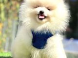 Bebek Boo Suratli Pomerani̇an Yavrular