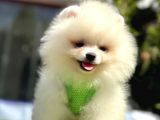 Bebek Boo Suratli Pomerani̇an Yavrular