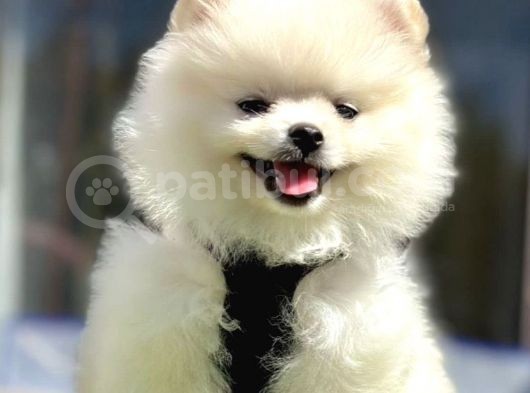Bebek Boo Suratli Pomerani̇an Yavrular