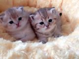 British Gold Ny12 Ve Gold Tabby