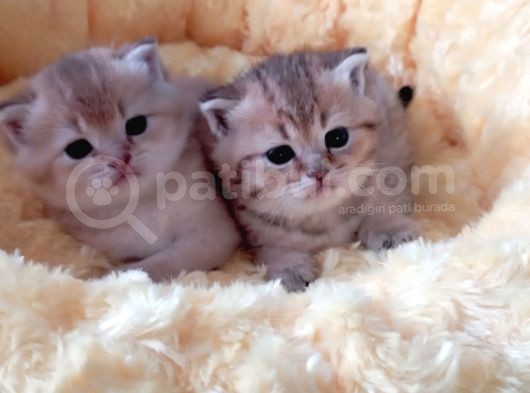 British Gold Ny12 Ve Gold Tabby görsel