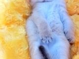 British Gold Ny12 Ve Gold Tabby