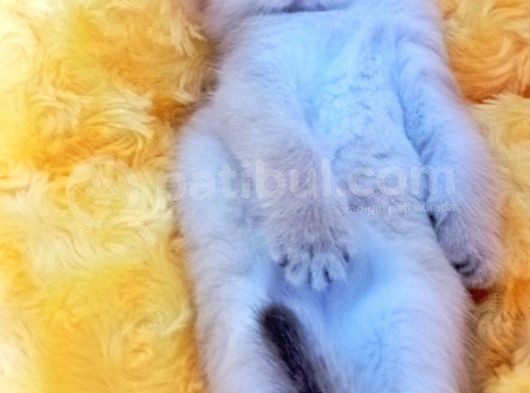 British Gold Ny12 Ve Gold Tabby görsel