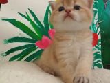 British Gold Ny12 Ve Gold Tabby