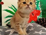 British Gold Ny12 Ve Gold Tabby
